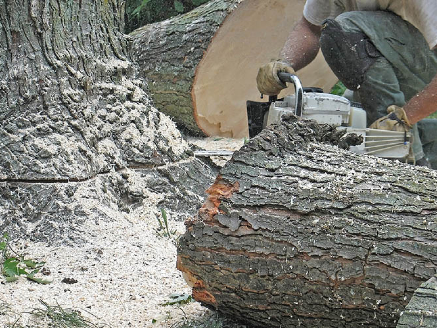 Tree Removal PERKS TREEMASTERS